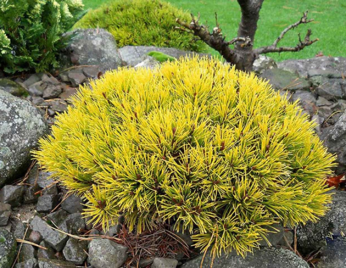 Horská borovice ´Wintergold´