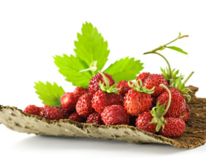 Jahodník měsíční