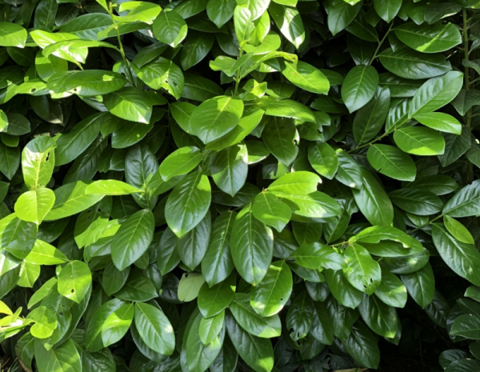 Bobkovišeň lékařská ´Novita´ 5L