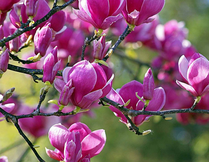 Šácholan Black Tulip