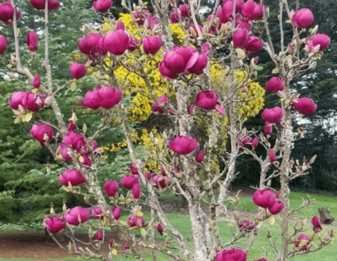 Šácholan Black Tulip