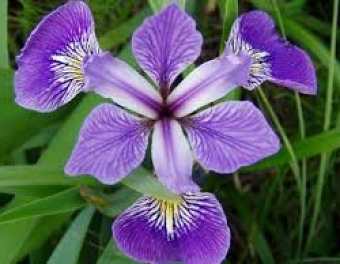 Kosatec Versicolor Gerald Darby