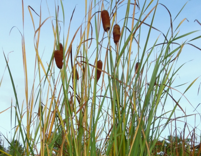 Křídlatka Laxmannova