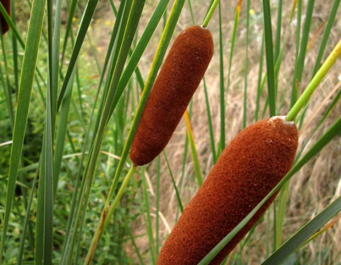 Křídlatka Laxmannova