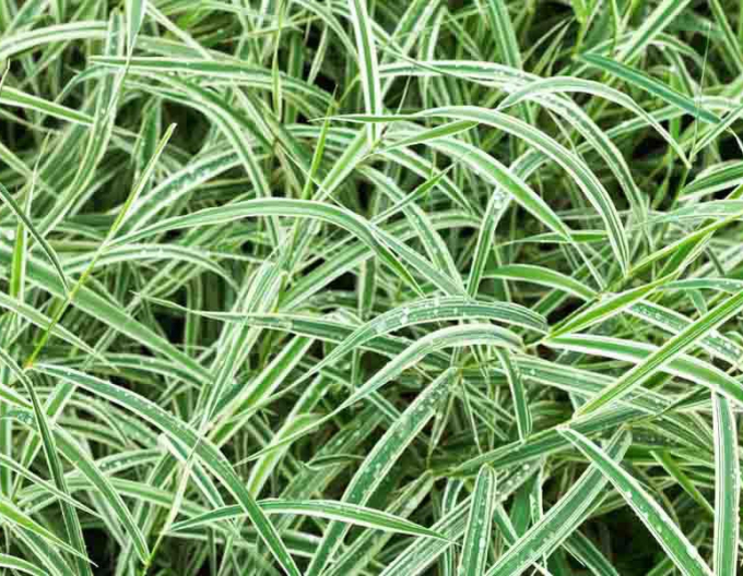 Ostřice ´Variegata´