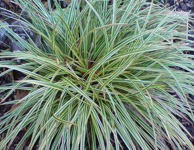 Ostřice ´Variegata´