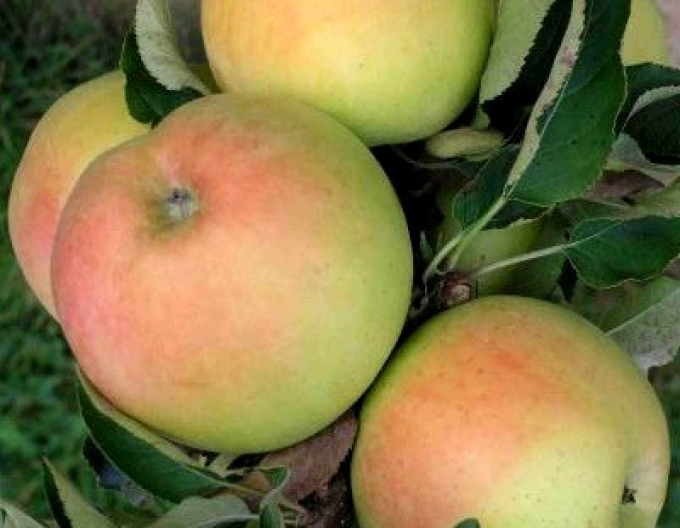 Sloupovitá jabloň ´Goldcats´