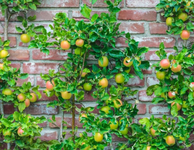 Sloupovitá jabloň ´Goldcats´