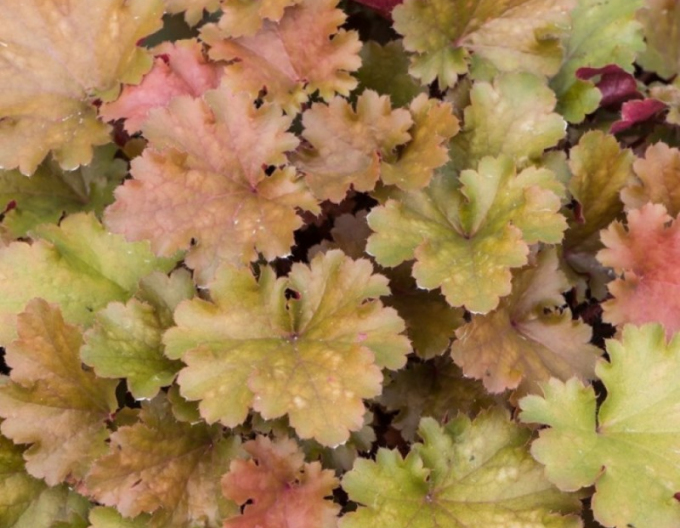 Heuchera hybrid Amberosus