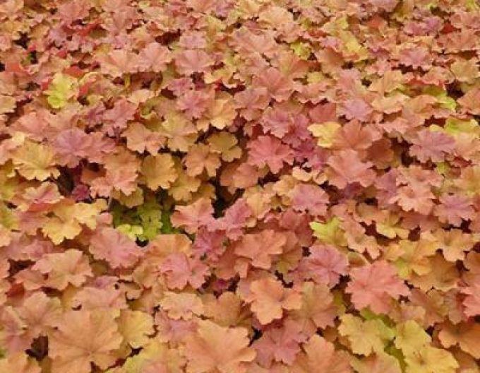Heuchera hybrid Amberosus
