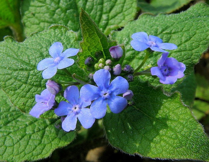 Brunera velkolistá