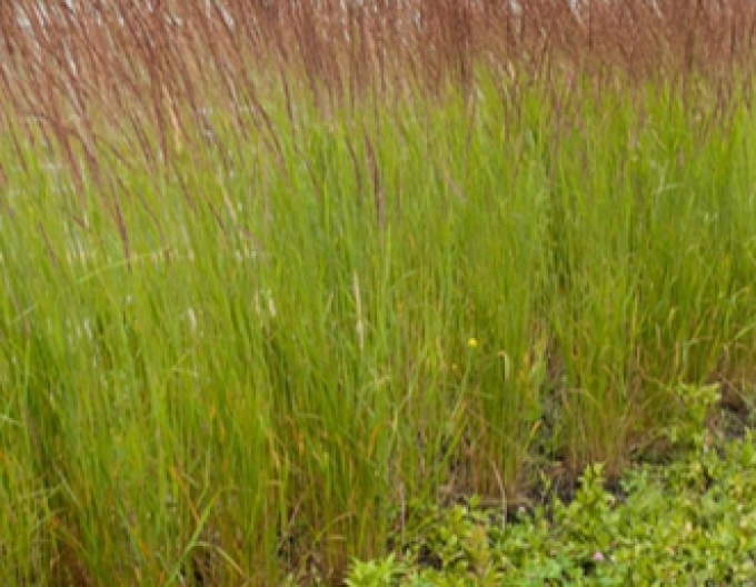 Třtina ostrokvětá ´Karl Foerster´ 9x9