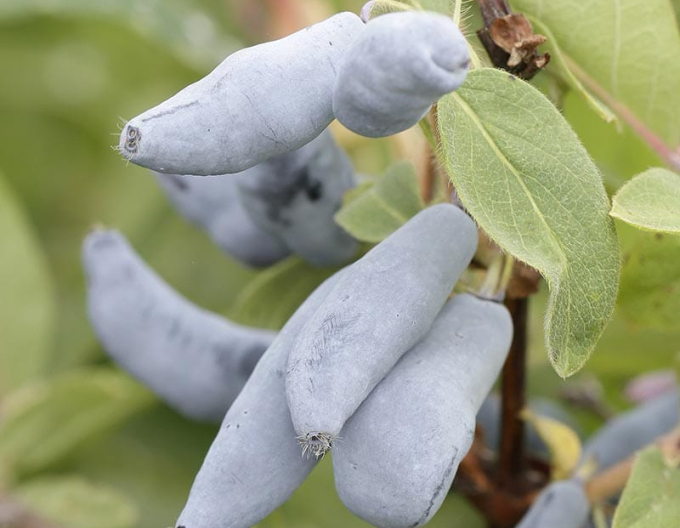 Zimolez kamčatský Vostorg