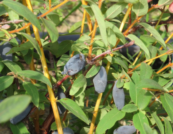 Zimolez kamčatský Vostorg