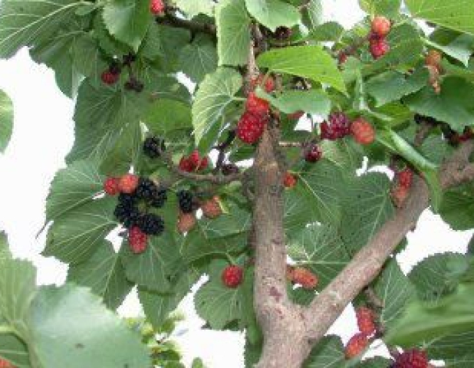 Moruše Gerardi Dwarf