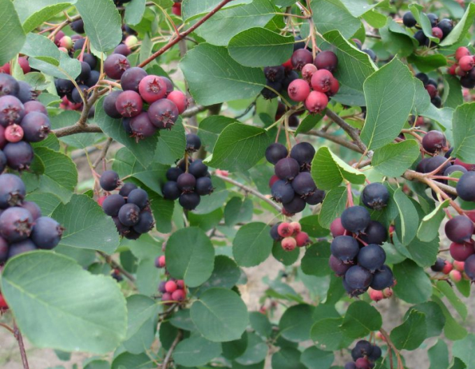 Muchovník Honeywood