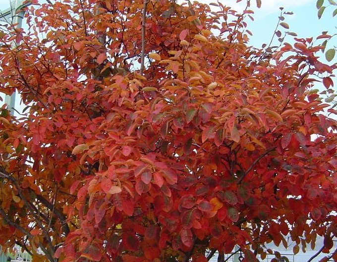 Muchovník Honeywood