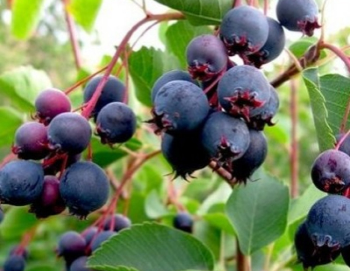 Muchovník  Northline