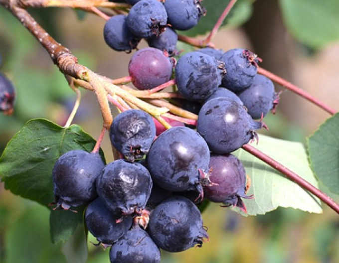 Muchovník  Northline