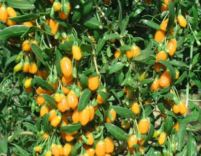 Kustovnice čínska Goji Golden