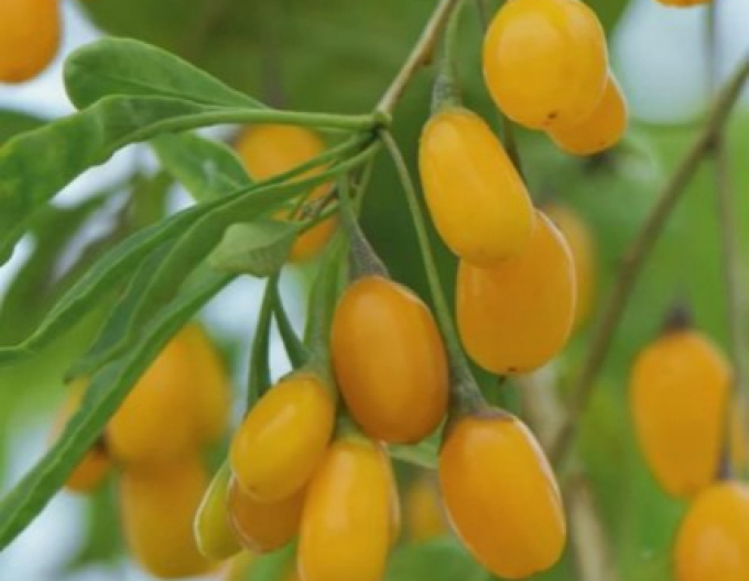 Kustovnice čínska Goji Golden