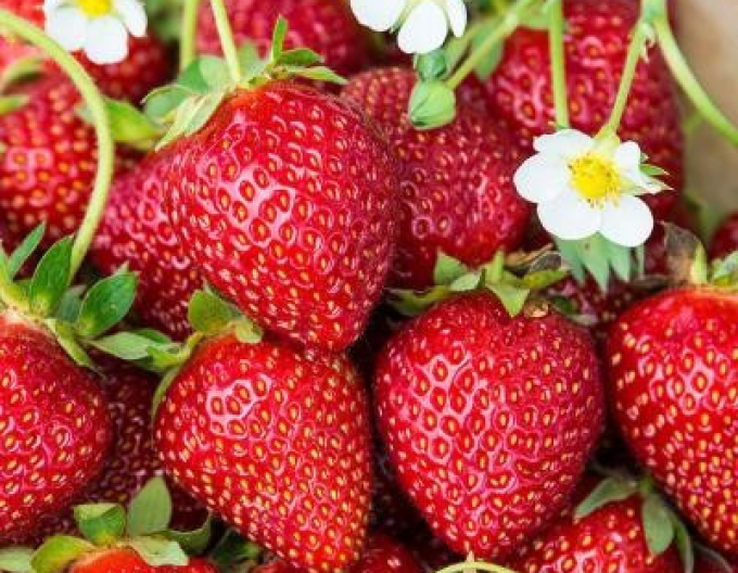 Jahodník jednouplodící ’Karmen’