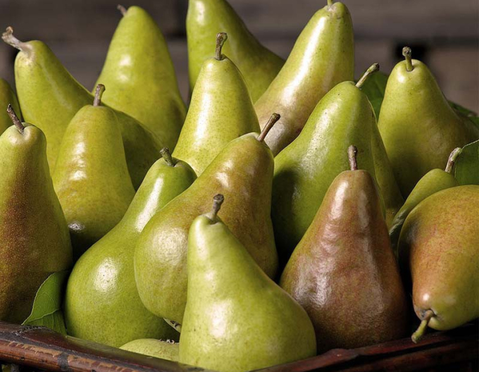 Sloupovitá hruška ´ZLATA´