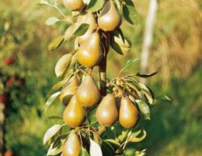 Sloupovitá hruška ´ZLATA´