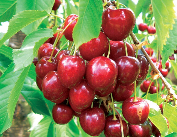 Třešeň ´KORDIA´ pozdní, podn. Colt, prostok.