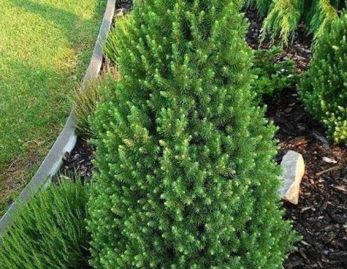 Smrk bílý ´December´