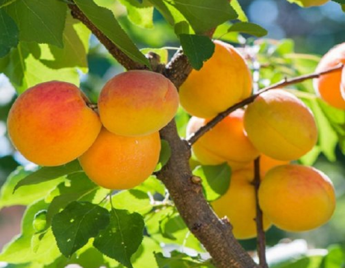 Meruňka ´Harcot´ poloraná, podn. Myrobalán, prostok.