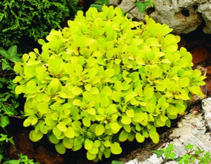 Dřišťál Thunbergův "Tiny Gold"