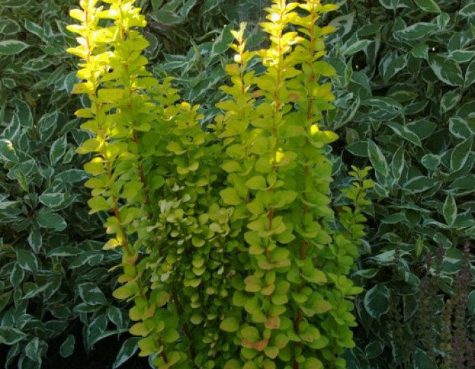 Dřišťál Thunbergův "Golden Rocket"