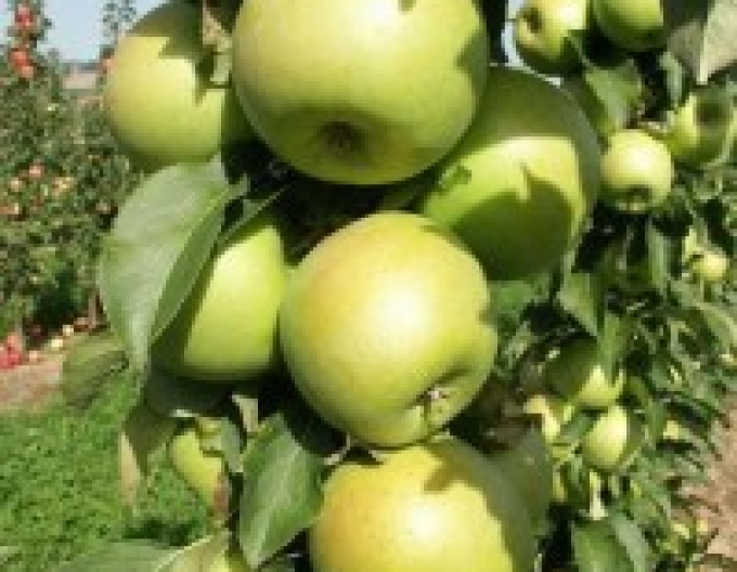 Sloupovitá jabloň Greencats podzim