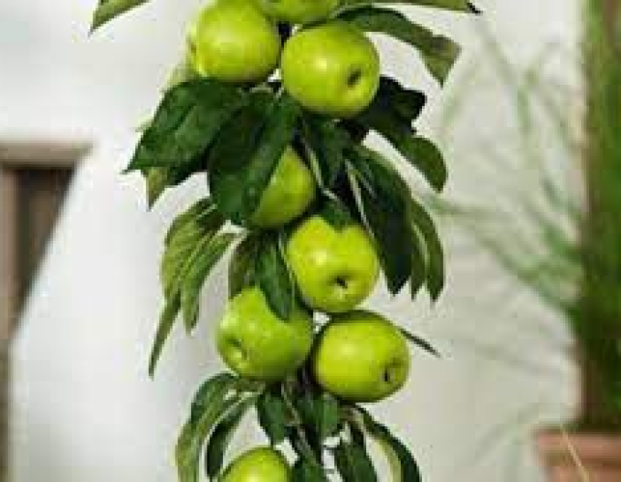 Sloupovitá jabloň Greencats podzim