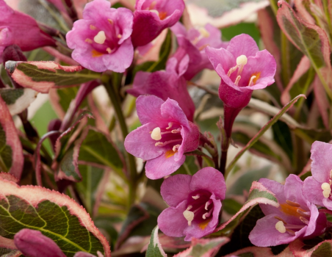 Vajgelie floridská Monet