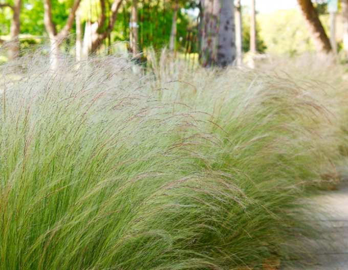 Kavyl péřovitý ’Ponytails’