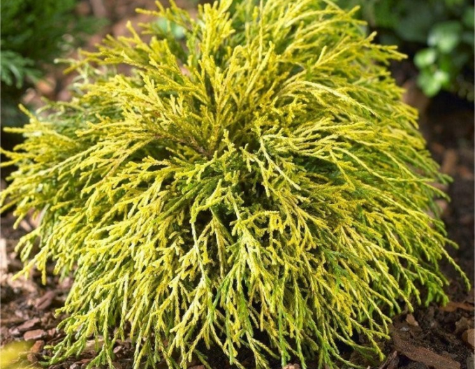 Cypřišek hrachonosný Sungold