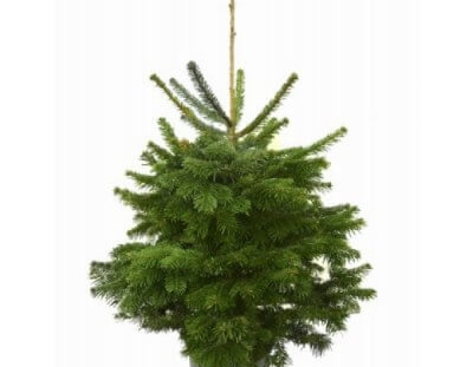 Smrk omorika 100/125 cm, kont.
