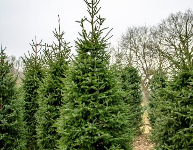 Smrk omorika 100/125 cm, kont.