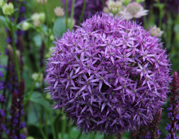 Okrasný česnek ´Globemaster´ 1ks