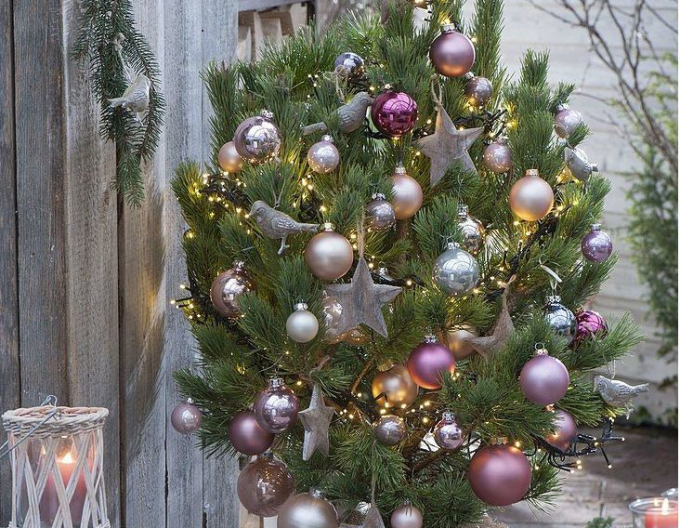 Borovice černá 60/80cm, kont.