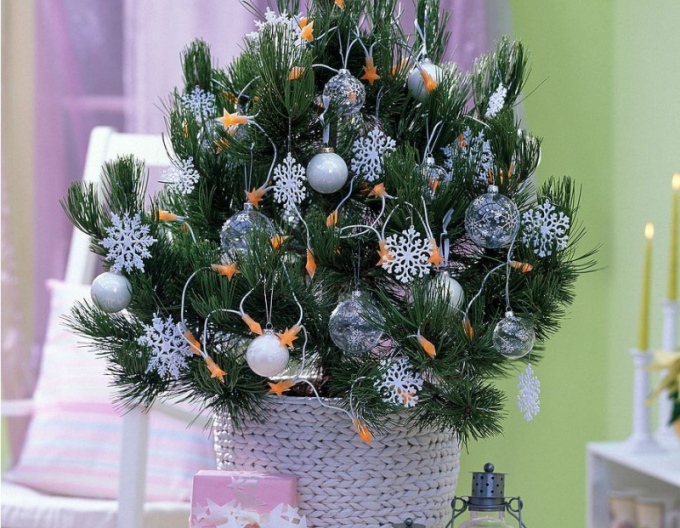 Borovice černá 80/100 cm, kont.