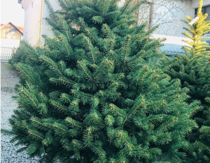 Smrk pichlavý 100/125 cm, kont.