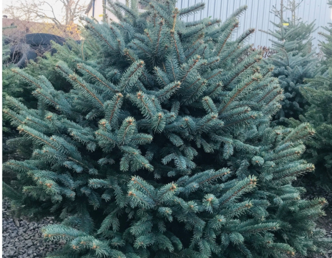 Smrk pichlavy 125/150 cm, kont.