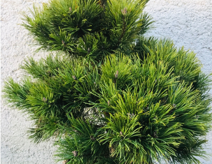 Borovice černá 60/80cm, kont.