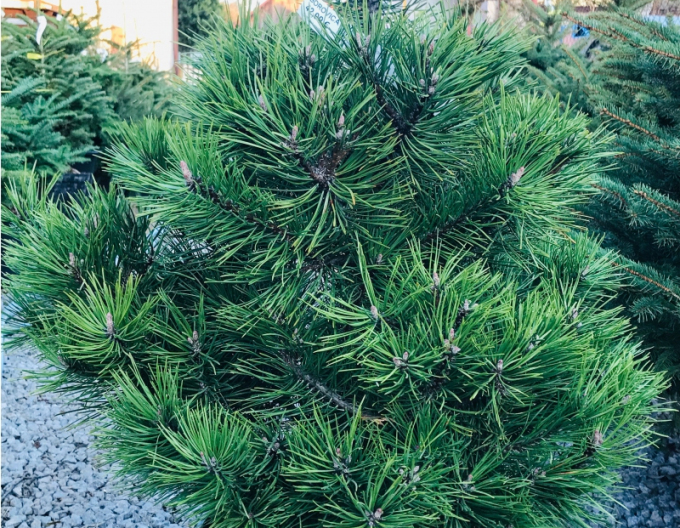 Borovice černá 80/100 cm, kont.