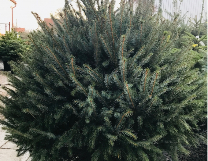 Smrk omorika 100/125 cm, kont.