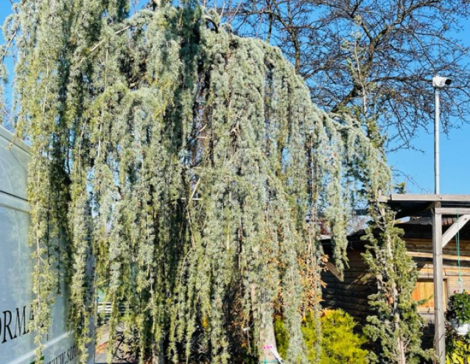 Cedr atlantský ´Glauca Pendula´ 200 - 250cm