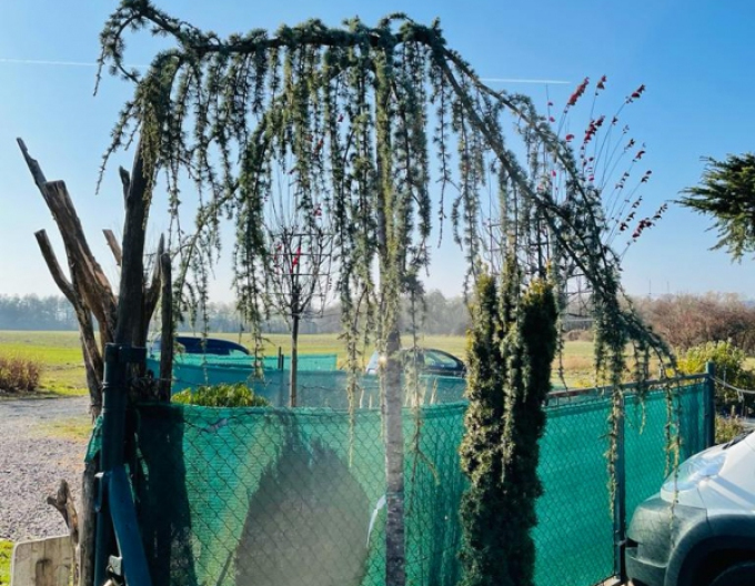 Cedr atlantský ´Glauca Pendula´ 170cm